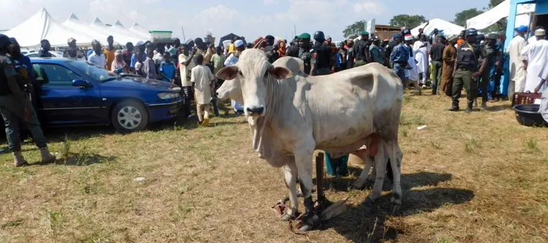 Livestock on Display